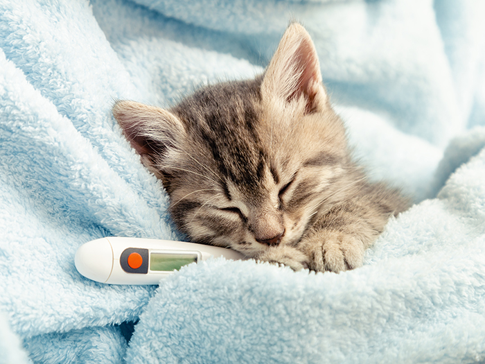 診療体制とスタッフ紹介